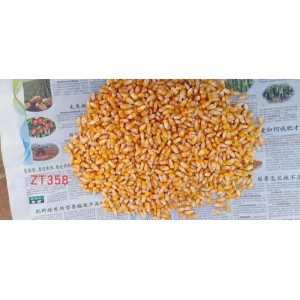 中天种业先行1658制种代号ZT358玉米种子4400粒/袋