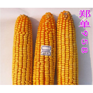 中天种业郑单958玉米种子4500粒/袋