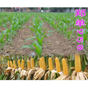 中天种业郑单958玉米种子4500粒/袋