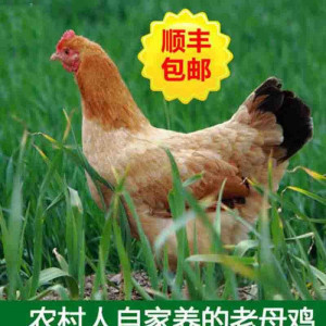 天水生态散养土鸡（母鸡）1.0kg-1.5kg/只